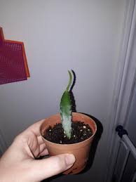 We did not find results for: Best Indoor Plant Dragon Fruit Cactus Vine For Sale In Markham Ontario For 2021