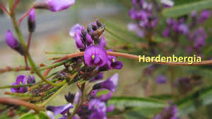 Image result for Hardenbergia