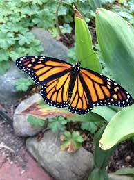 With butterflies come other wonderful creatures, so we thought that's something you'd like to know! Gardening For Butterflies In Tim S Ohio Garden Finegardening