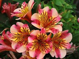 Informative video for the professional grower interested in cultivating alstroemeria. Alstroemeria Princess Lilies Paola Alstroemeria Peruvian Lilies Bonsai Flower
