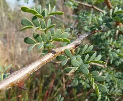 Image result for Acacia brevispica