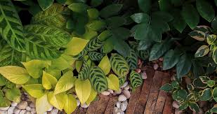 Chinese evergreen (aglaonema sp.) the common name for plants from the aglaonema genus, chinese evergreen are popular houseplants for low light conditions. The Best Houseplants For Growing In Low Light Greenstreet Gardens