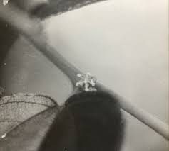 Image result for Trema sp A