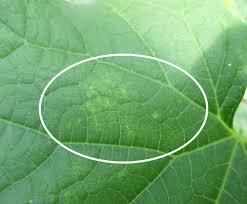 Image result for spider mites cucumber plants