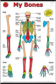 There are 360 anatomy bone chart for sale on etsy, and they cost $20.91 on average. My Bones Chart Human Skeleton Anatomy Human Body Vocabulary Human Bones Anatomy
