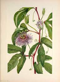 Purple Granadilla Passion Fruit 1925 In 2020 Flower Drawing Passion Flower Botanical Illustration
