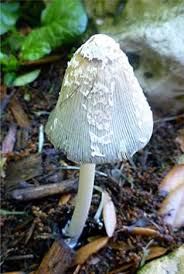 Although potentially fatal if eaten raw, gyromitra esculenta is a popular delicacy in scandinavia, eastern europe, and the upper great lakes region of north. Pictures Of Wild Mushrooms And Fungus Owlcation