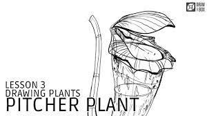 We hope you and your family enjoy the new britannica kids. Lesson 3 Pitcher Plant Demo Youtube