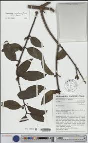 Image result for Tapinanthus constrictiflorus