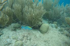 Their average lifespan is between 20 and 30 years. The Blue Parrotfish Juvenile Whats That Fish