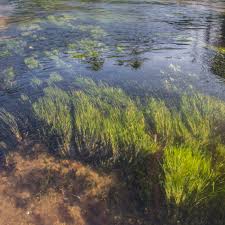 Image result for Blyxa aubertii