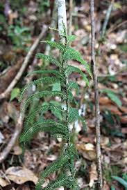 Image result for Lindsaeaceae