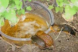 Jul 14, 2017 · answer: How Long Does A Slug Take To Die When Sprinkled With Salt Naked Science Forum