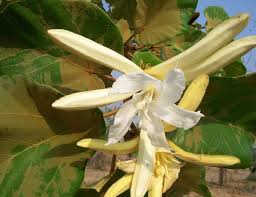 Image result for Pterospermum acerifolium