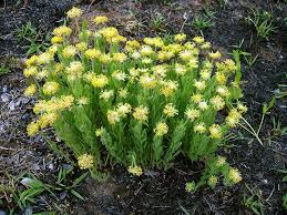 Image result for Gnidia