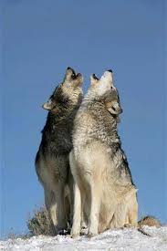 The mackenzie river is the longest river system in canada, and nourishes an expansive ecosystem where the largest of wolves can flourish. 19 Mackenzie Valley Wolf Ideas Wolf Beautiful Wolves Animals Wild