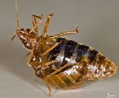 Bed bug treatments can be expensive. How To Get Rid Of Bed Bugs
