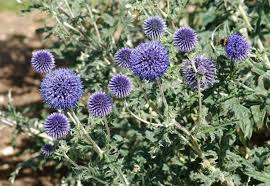 Image result for globe thistle