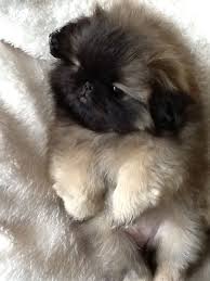 Black And White Pekingese Puppies Black Mask Faun Pekingese Pup Pekingese Puppies Cute Baby Animals Cute Animals