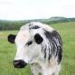 The Peca Farm Petting Farm event image