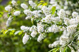 Image result for Prunus