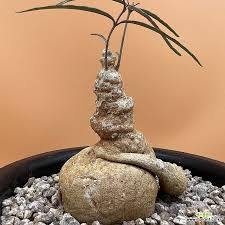 Image result for Raphionacme procumbens