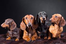 Northern ireland & europe 12 weeks). Busting 7 Myths About The Dachshund Dachshund Puppy Miniature Dachshund Dog Dachshund Puppies