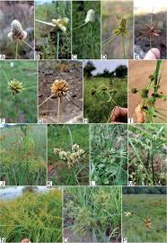 Image result for Pycreus mundtii