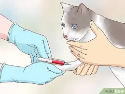 voorkomen dat je kat op je bed plast 10 stappen met afbeeldingen wikihow