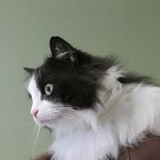 Adopt Sparkle On Petfinder Ragdoll Cat Cats Ragamuffin Cat