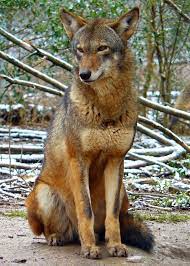 Red Wolf At Reflection Riding Arboretum And Nature Center A Red Wolf Species Survival Plan Participant Photo Credit Theirs Red Wolf Wolf Hybrid Wolf World