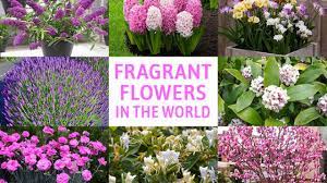 Most fragrant flowers in the world. 20 Best Beautiful Fragrant Flowers In The World Home Gardeners