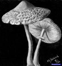 How To Draw Realistic Mushrooms Realistic Drawings Mushroom Drawing Guided Drawing