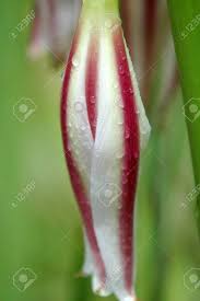 Check spelling or type a new query. Red And White Striped Flower Covered In Dew Victoria Falls Stock Photo Picture And Royalty Free Image Image 73745952