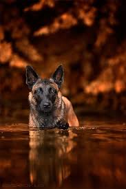 Lady In Red By Andy On 500px Belgian Malinois Dog Belgian Malinois Malinois Dog