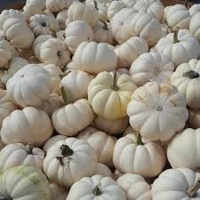 White pumpkins taste almost exactly like their orange counterparts, and they are also grown in exactly the same manner. Mini White Pumpkins Gullo S Garden Center