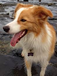 Border Collie Honey 1 Year Collie Puppies Border Collie Dog Friends