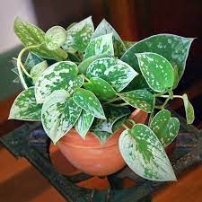 On first glance it might be hard to. Silver Pothos Silvery Anne Scindapsus Pictus Hybrid Silver Pothos Scindapsus Pictus Variegated Plants