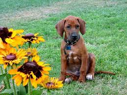Image result for domestic dog