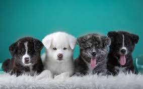 Download Wallpapers Japanese Akita Akita Inu 4k Dogs Pets Puppies Cute Animals Akita Inu Dog 4k Akita Ani Japanese Dogs Cute Animals Japanese Akita