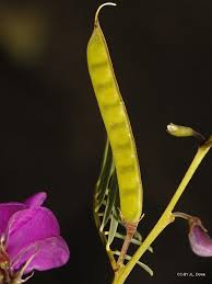 Image result for Tephrosia dasyphylla