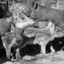 But the biggest threat that pantry pests pose is the contamination of food sources. Pdf Too Many Hogs A Review Of Methods To Mitigate Impact By Wild Boar And Feral Hogs