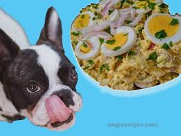 Check spelling or type a new query. Can Dogs Eat Egg Salad Dog Leash Pro