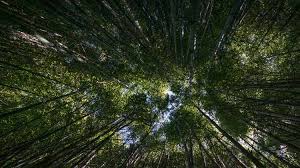Vous, ce que vous adorez, c'est la nature et les grands espaces. Quels Metiers Verts Avec Un Bac S