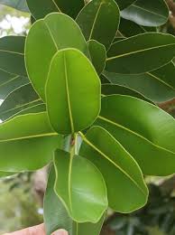 Image result for Calophyllum inophyllum