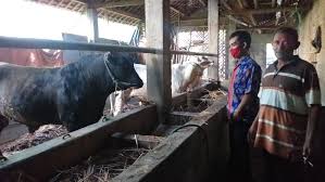 We did not find results for: 10 Ekor Sapi Bantuan Di Kelompok Ternak Mulyo Sejahtera Warurejo Berkembang Baik Kridha Rakyat