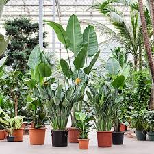 Image result for Strelitzia alba