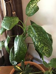 Soak cotton balls in rubbing alcohol and wipe across the foliage of infested houseplants. Getting Rid Of This Dumb Cane Dieffenbachia Dumb Cane Plant Leaves Houseplants