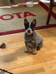 Maybe you would like to learn more about one of these? Back Country Cattle Dogs Australian Cattle Dogs Akc Registered And Non Registered