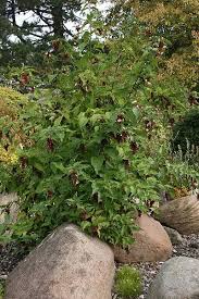 Image result for Hyparrhenia formosa